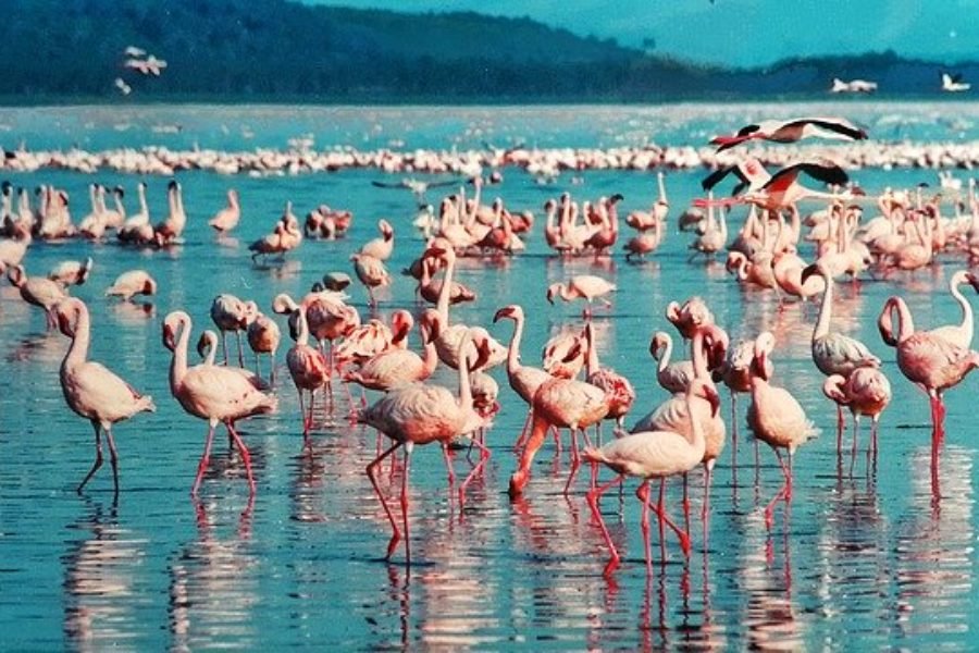 Lago Nakuru en Kenia