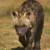 Hiena Manchada en Tanzania