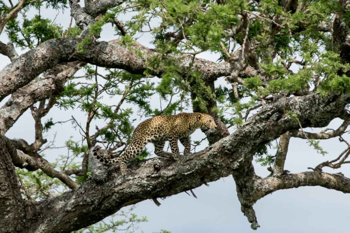 Los principales parques nacionales de Kenia. Africaatumedida