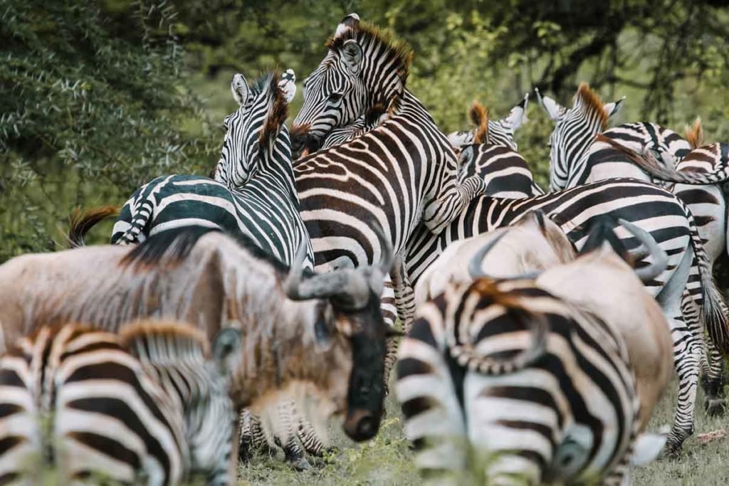 Parque Nacional Tsavo - Agencia de viajes Africaatumedida