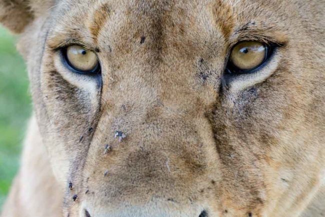 parque nacional samburu - Agencia de viajes Africaatumedida - 562