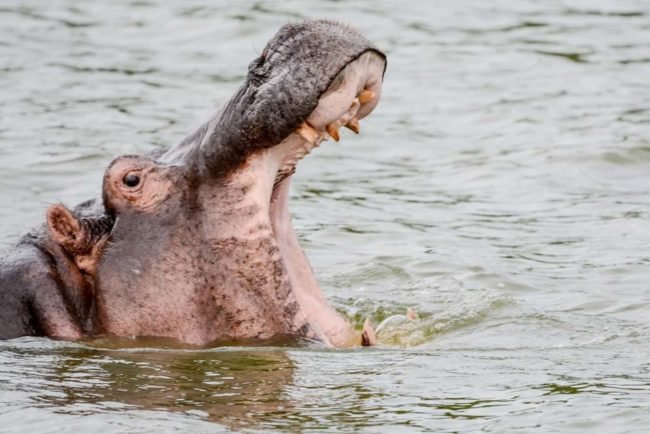 Lago Nakuru - Agencia de viajes Africaatumedida - 83