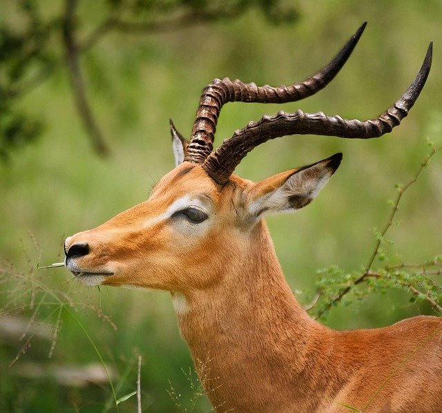 Impala en Serengeti