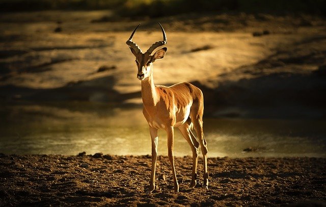 Impala en Tanzania