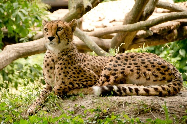 Safari en grupo en Tanzania y Kenia - Cheetah