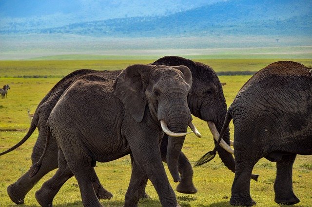Safari con niños en kenia y tanzania