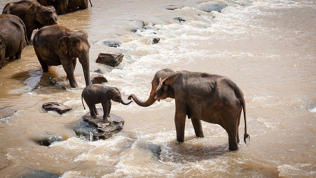 Safari en grupo - elefantes en rio
