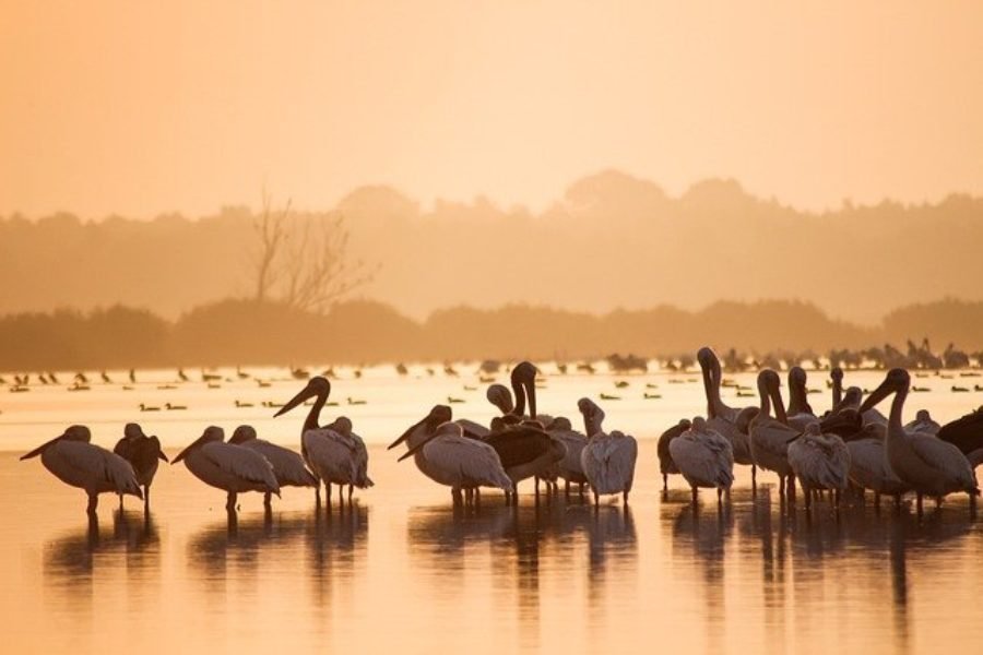 Pelicano blanco en Tanzania o Kenia