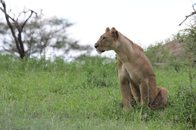 Reserva Masai Mara safari en familia