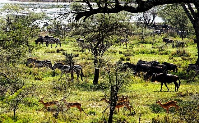 Parque Nacional Tanzania