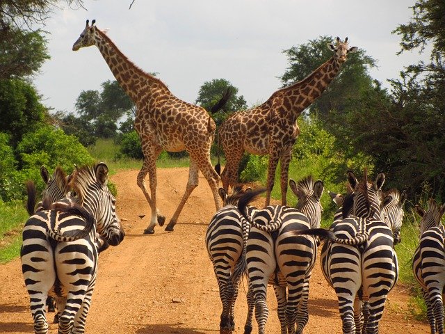 Serengeti safari en familia